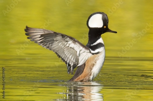 Hooded merganser flaps its wings in the water.