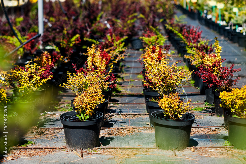 Rows of flower pots with plants in a nursery. Growing plants for sale. Yellow and red bushes in plastic flower pots. Landscaping of the territory. Planting material for landscape design. Gardening