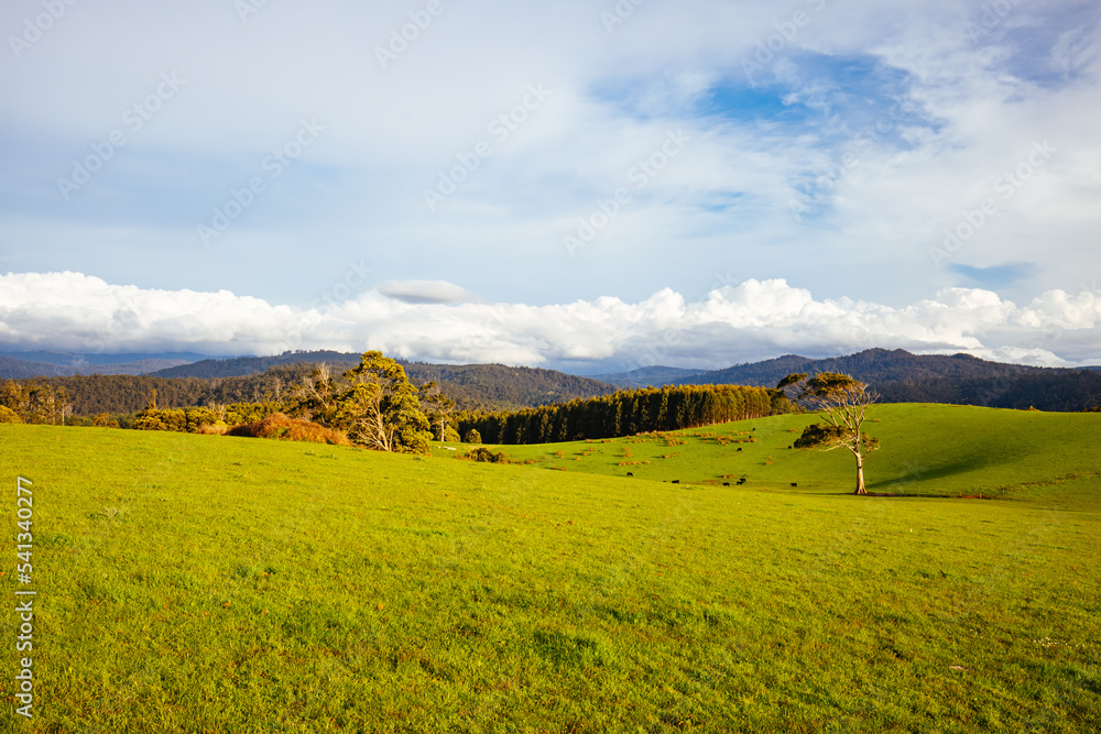 Landscape near Derby in Tasmania Australia