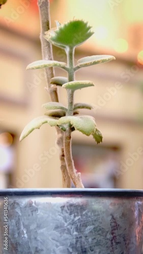small plant in metal pot on wooden table	