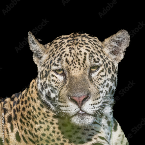 Portrait  of a Jaguar in the Pantanal - front on view 