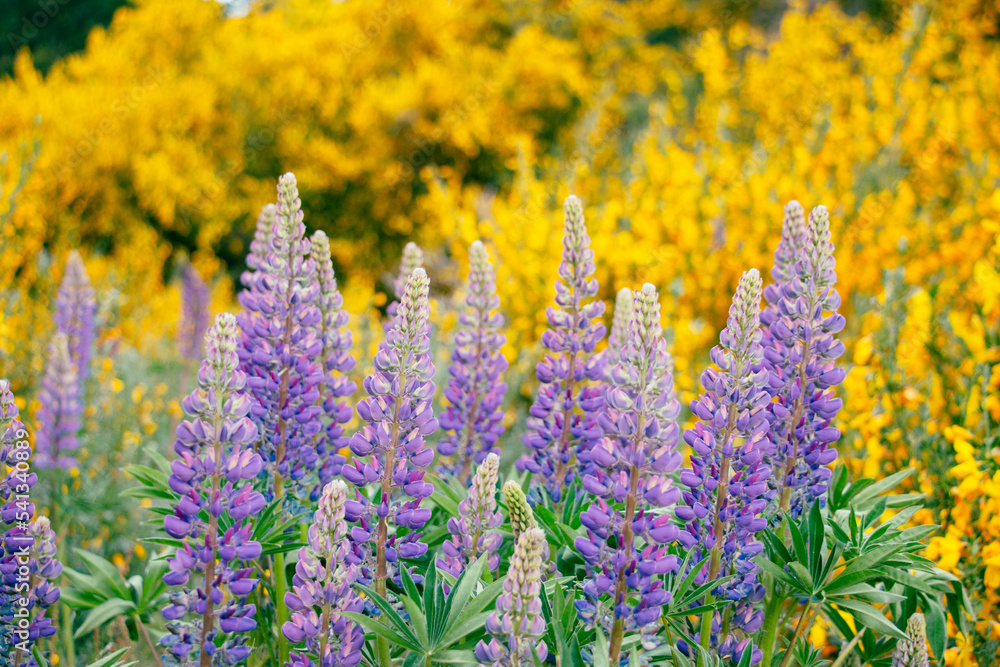 LUPINOS LUPINOS