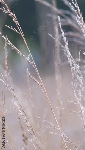 grassland in the field on a sunny day	