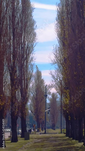 Camino entre altos arboles una tarde de otoño	