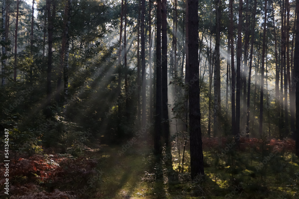 Fototapeta premium Majestic view of forest with sunbeams shining through trees in morning