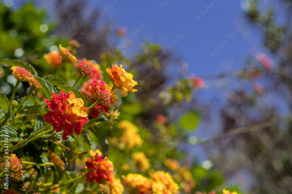 Fototapeta premium flores amarillas y rojas en arbustos