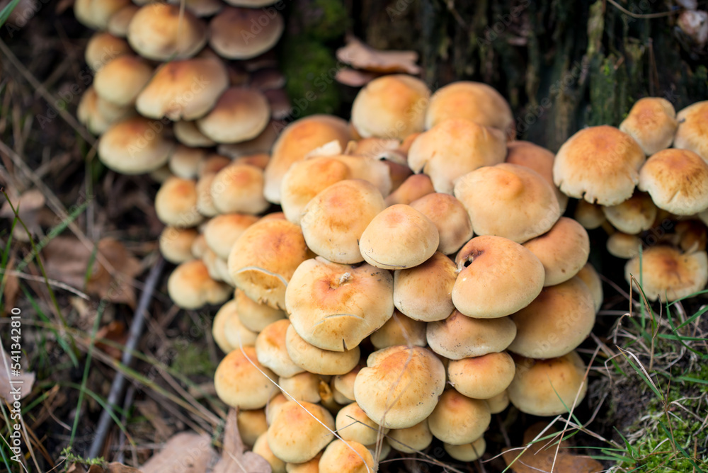 Hypholoma fasciculare, sulphur tuft mushrooms on tree stump closeup selective focus
