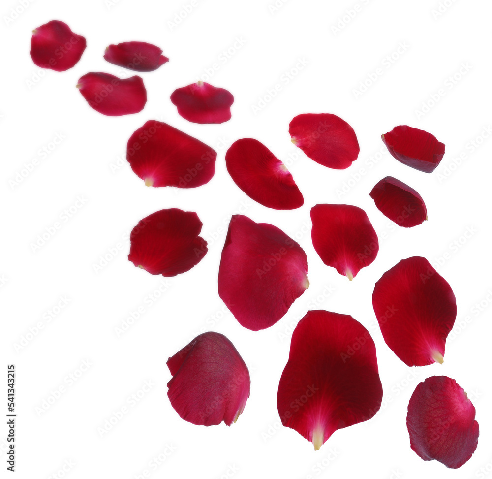 Flying red rose petals on white background Flying red rose petals on white background