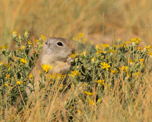 A Wyoming ground squirrel takes time to smell the flowers. photo