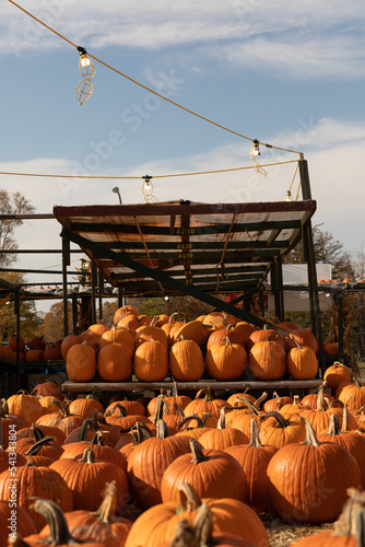 Pumpkins at pumpkin stand 1568