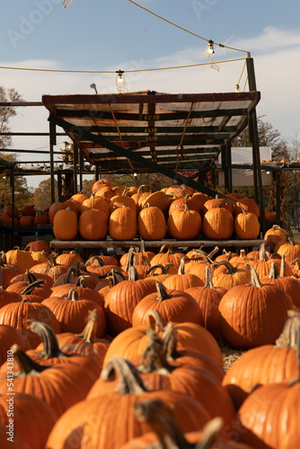 Pumpkins at pumpkin stand 1569