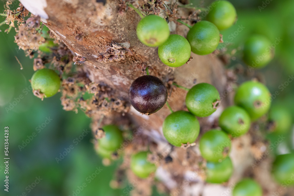 Exotic fruit. The green jaboticaba growing on the stem of the ...