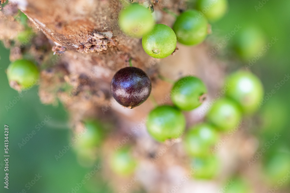 Foto de Exotic fruit. The green jaboticaba growing on the stem of the