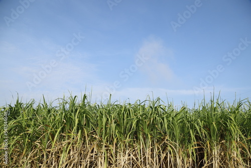 sugar cane plantation in thailand