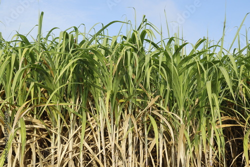 sugar cane plantation in thailand
