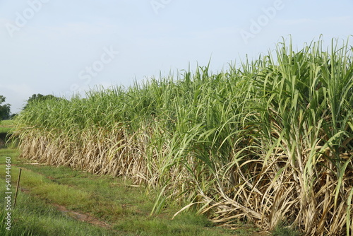 sugar cane plantation in thailand