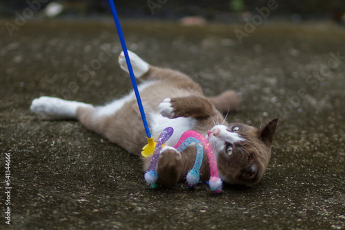 cat playing with toys on the floor