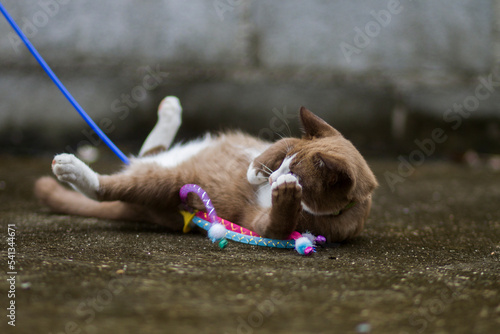 cat playing with toys on the floor