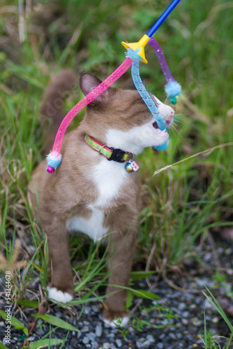 cat playing with toys on the floor