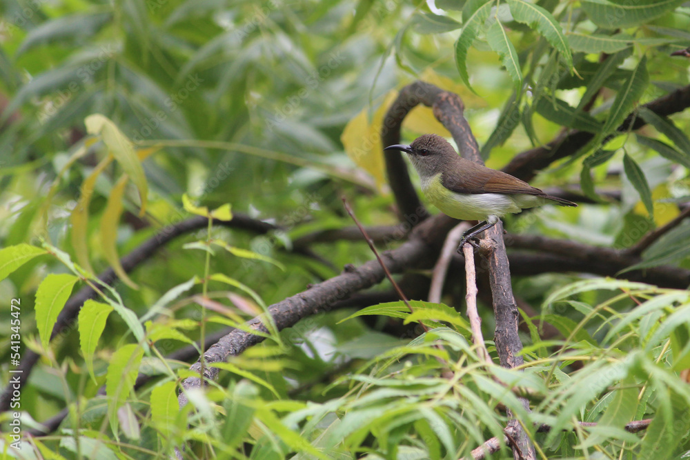 The common tailor bird sitting on green tree branch The common tailor bird sitting on green tree branch