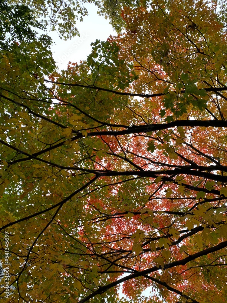 red maple leaves