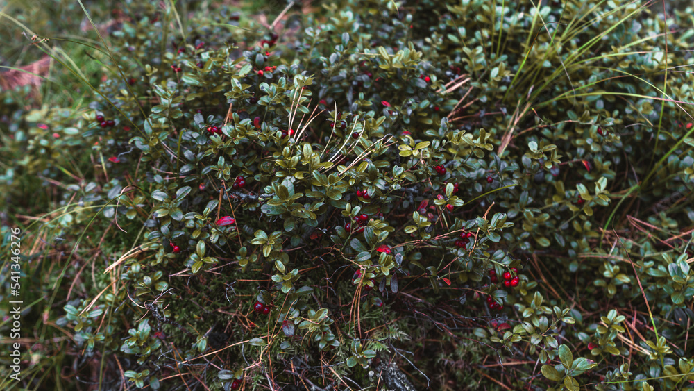 A close-up wide-angle view of a lingonberry (vaccinium vitis-idaea) bush in a taiga conifer forest with small lush leaves and vivid red berries with a northern moss underlay A close-up wide-angle view of a lingonberry (vaccinium vitis-idaea) bush in a taiga conifer forest with small lush leaves and vivid red berries with a northern moss underlay