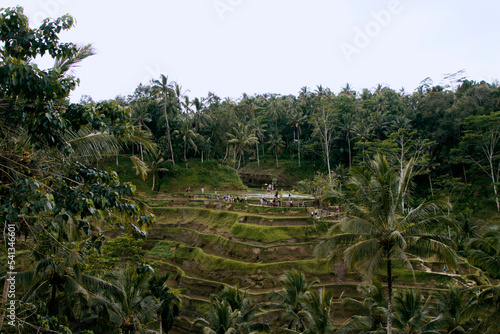 the rice terrace in Bali
