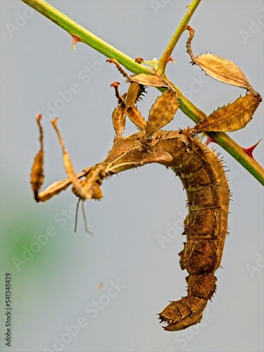 Spiny leaf insect (Extatosoma tiaratum), large species of Australian stick insect,  close-up