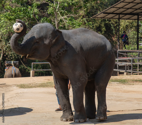 ELEPHANT HOLDING SOCCER BALL