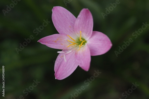 purplish pink lily flower