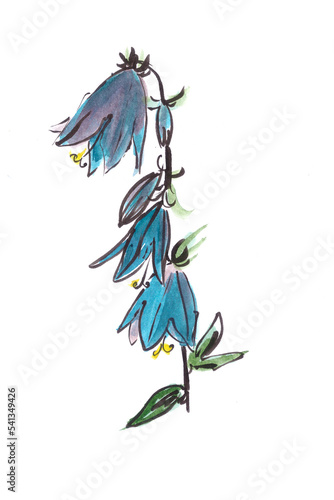 blooming bluebells, watercolor painting, botanical sketch isolated on white background