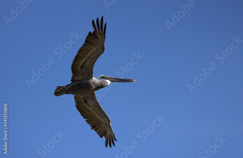 A brown pelican (Pelecanus occidentalis), a common shorebird in Sarasota, Florida, flying overhead