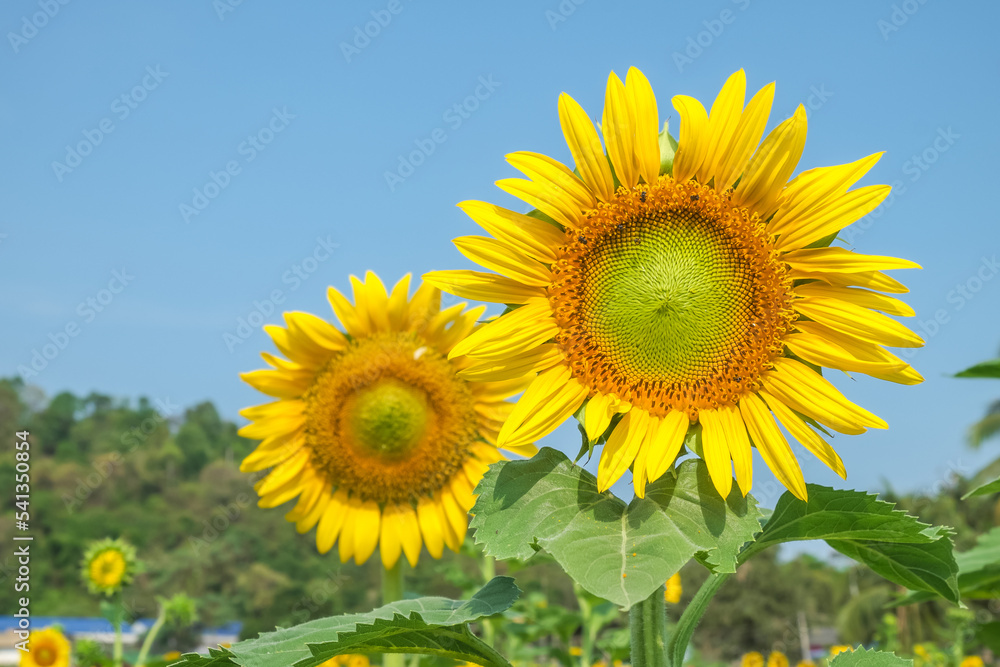 sunflowers in the field