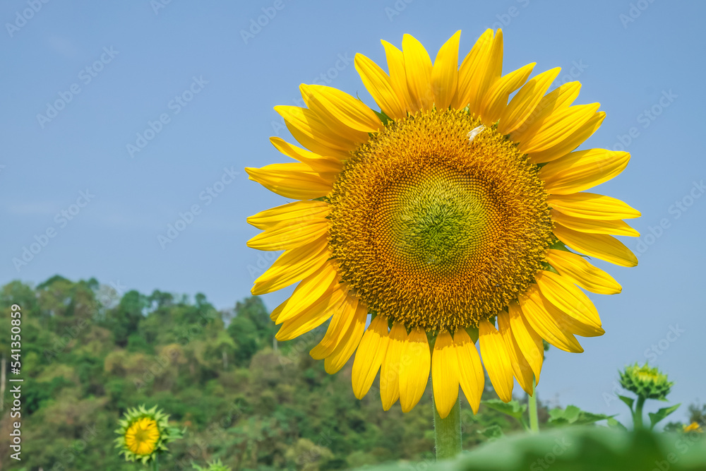 sunflowers in the field