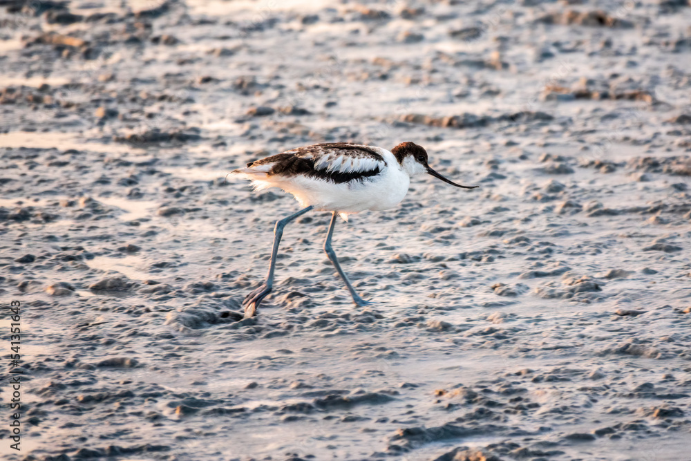 Obraz premium Water bird pied avocet, Recurvirostra avosetta, standing on salt lake shore in pink sunset light. The pied avocet is a large black and white wader with long, upturned beak
