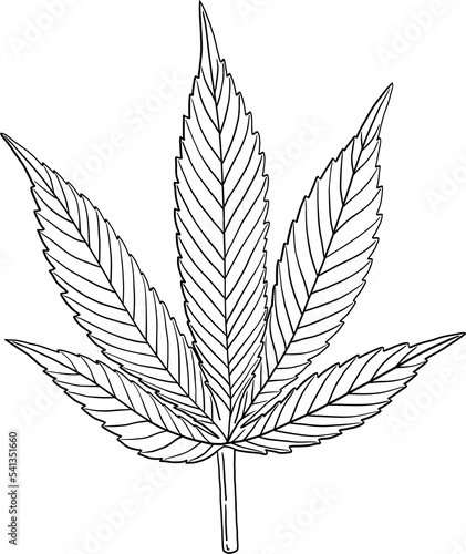 simplicity cannabis leaf freehand drawing. © tanarch