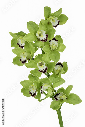 Green cymbidium orchid or boat orchid isolated on white background