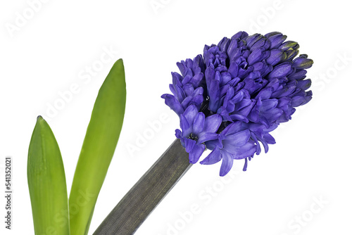 Blue hyacinth flower isolated on a white background. Close up of a beautiful blue hyacinth flower. Blue hyacinth on a white background. The first spring flower is blue hyacinth.