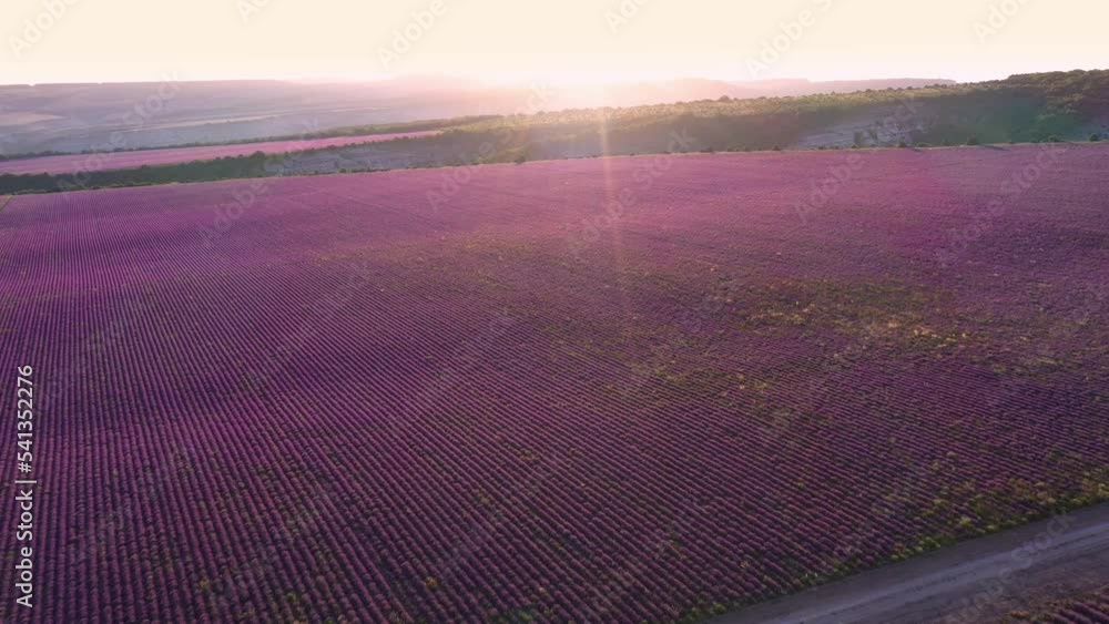 Purple lavender fields at sunset. Aerial Video Footage with Drone ...