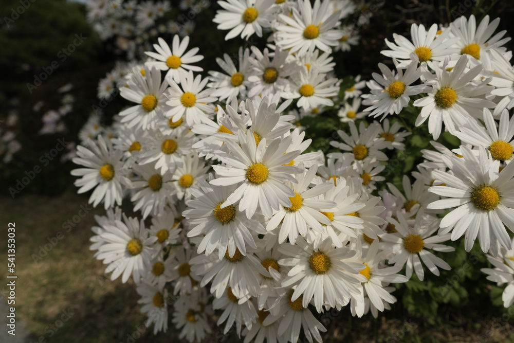 Obraz premium white daisies in a garden