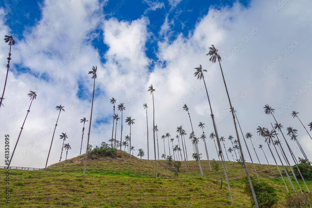 Fototapeta premium wax palm in Salento Quindio and Valle del Cocora Colombia