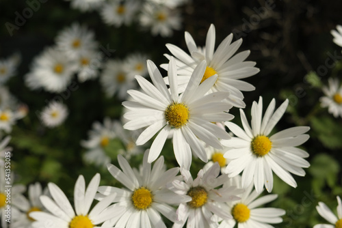 daisies in the garden