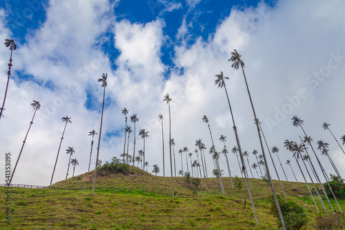 wax palm in Salento Quindio and Valle del Cocora Colombia photo