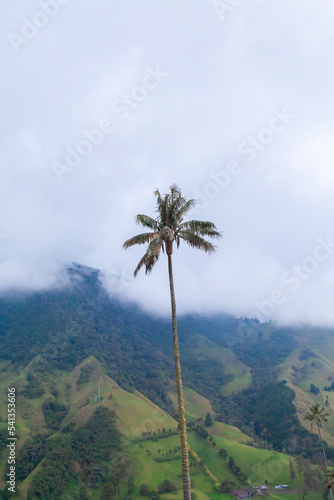 wax palm in Salento Quindio and Valle del Cocora Colombia photo