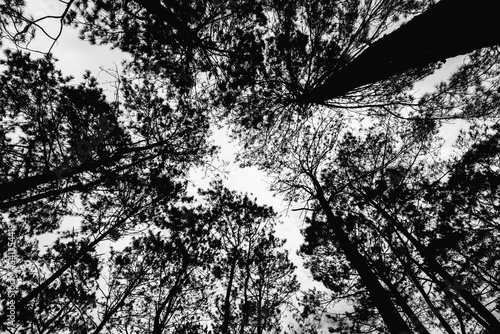 View under the tree in forest,dark tone.