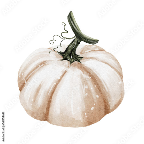 Autumn white pumpkin watercolor illustration design