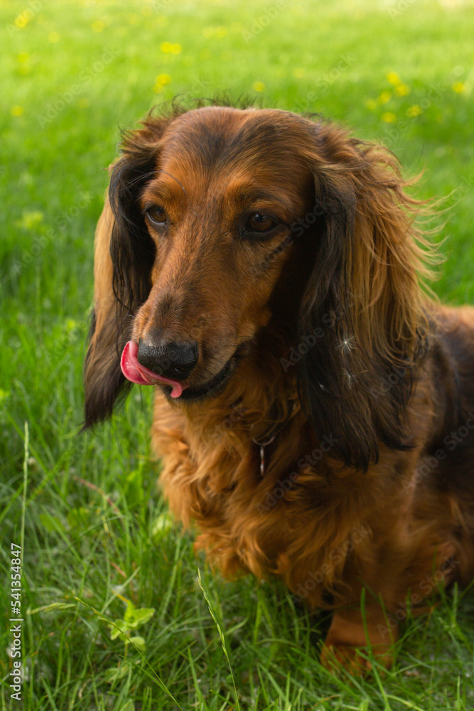 Red long haired dachshund dog on green grass on summer time Red long haired dachshund dog on green grass on summer time