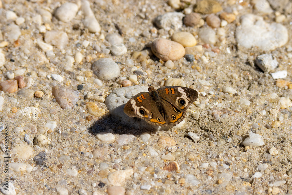 Common buckeye butterfly rests on the rocky sand