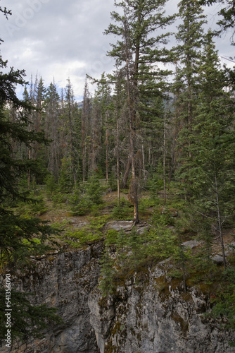 A Forest at Maligne Canyon