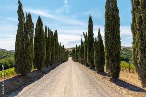via Francigena mud road with cypress trees on the both sides of the track.  Monteroni d'Arbia, route of the via francigena. Siena province, Tuscany. Italy, Europe. photo